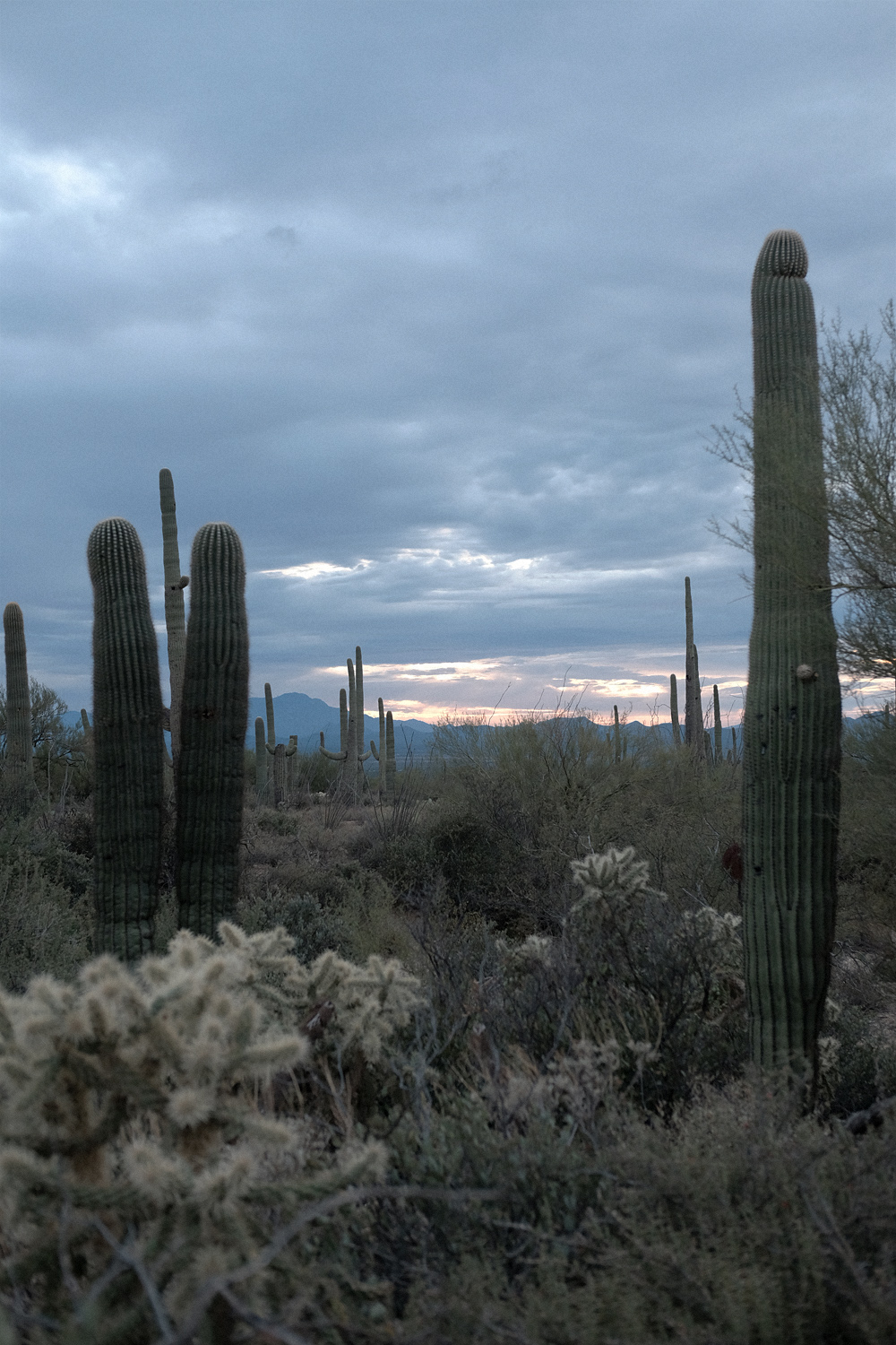 Saguaro National Park, cati land