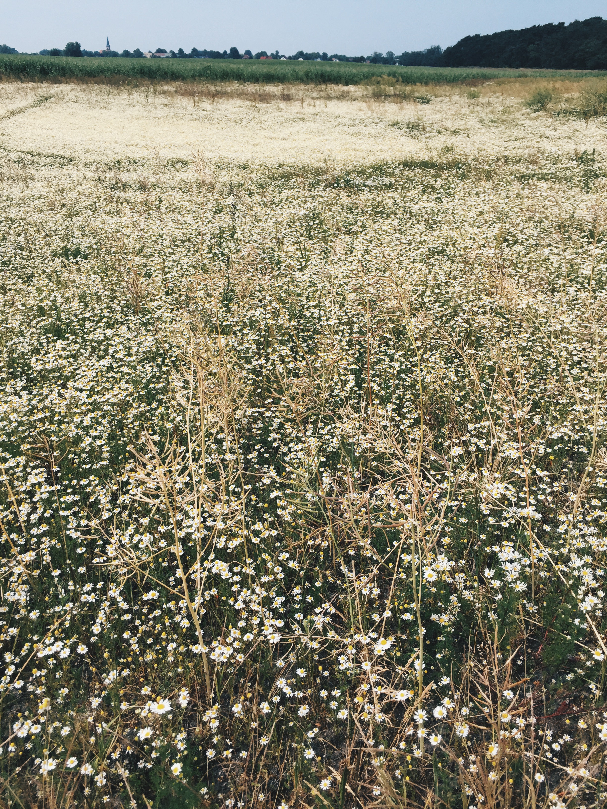 Postcards from the Baltic Sea