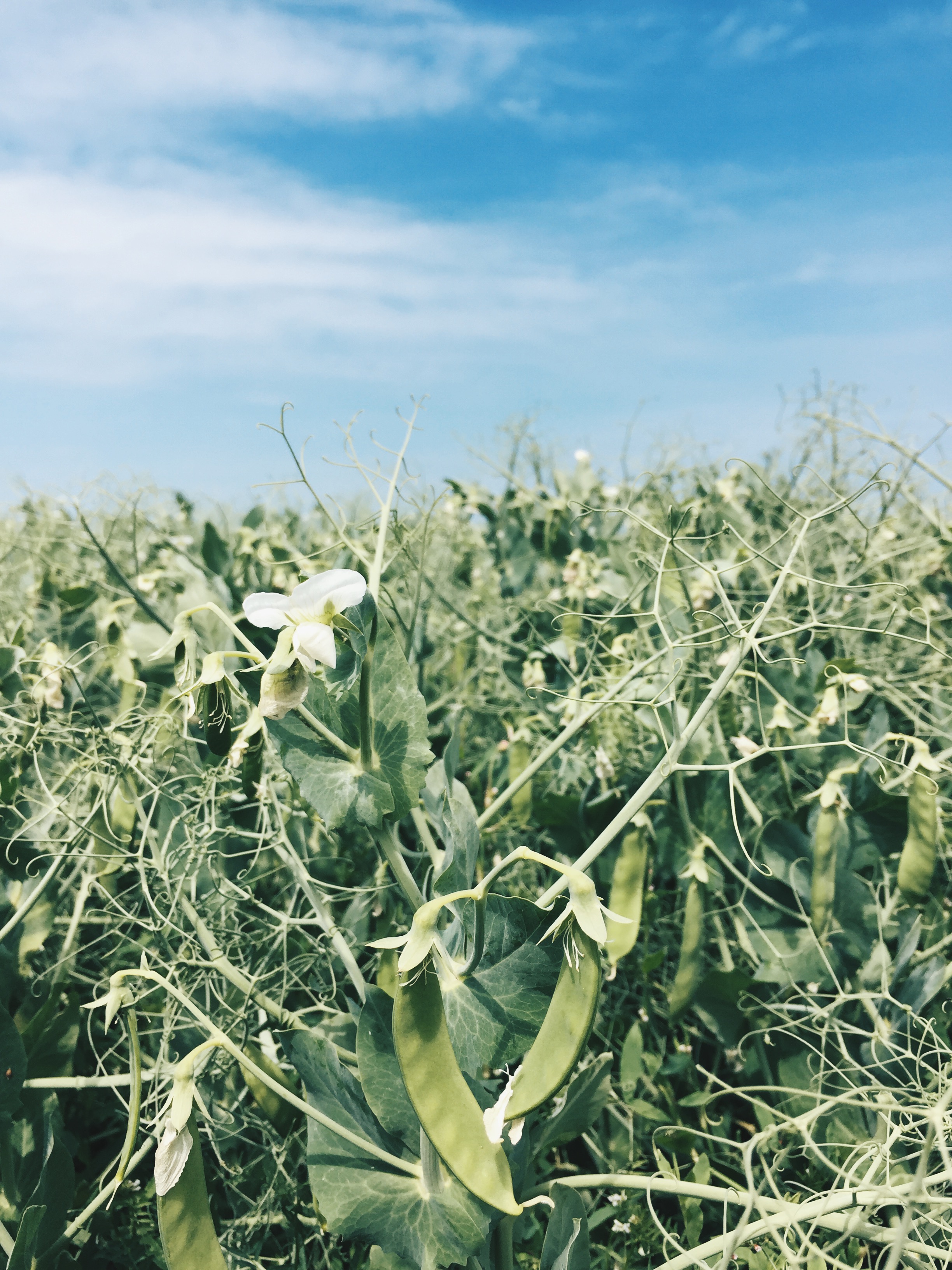 Postcards from the Baltic Sea