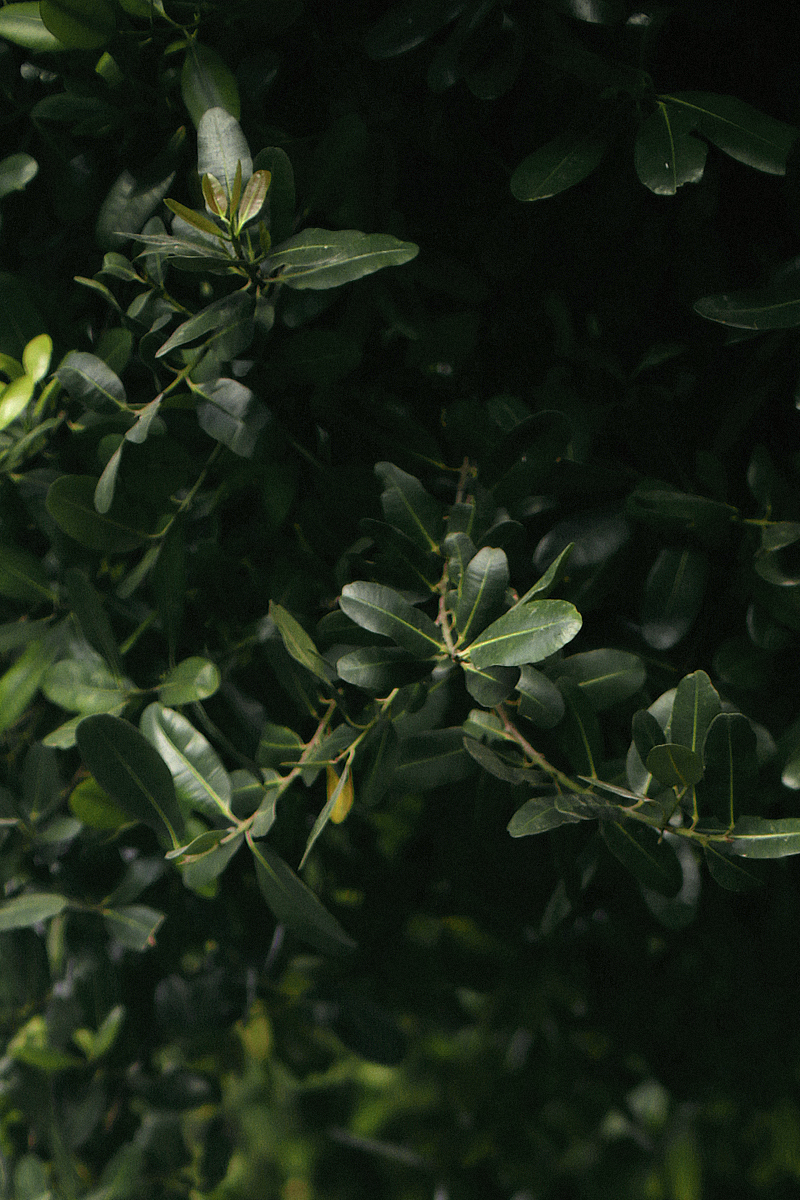 Nisi is wearing: Ganni Kimono, high-waisted denim shorts, straw bag, sandals, gold mesh watch